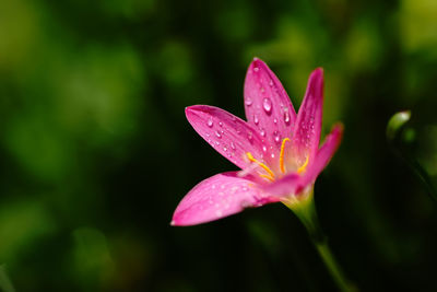 Close-up of wet pink flower