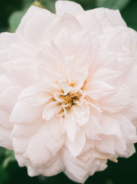 Close-up of white rose flower