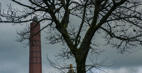 Low angle view of bare trees against sky