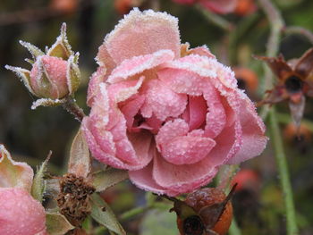 Close-up of wet pink flowers blooming outdoors