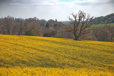 Scenic view of field against sky