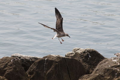 Seagull flying over rock