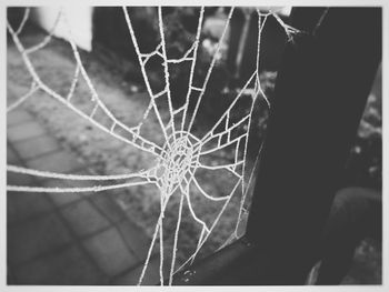 Close-up of spider on web