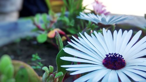 Close-up of purple flower