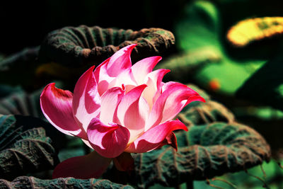 Close-up of pink rose