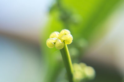 Close-up of yellow flowering plant