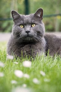 Close-up portrait of a cat