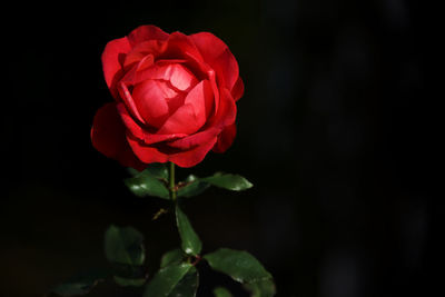 Close-up of red rose against black background