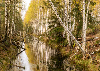 Panoramic view of trees in forest and swamp 