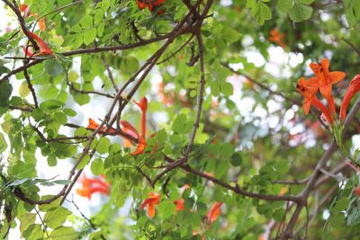 Low angle view of bird on tree