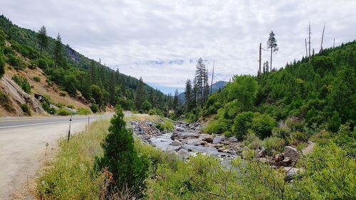 Road amidst trees and plants against sky