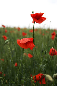 Close-up of red poppy flower on field