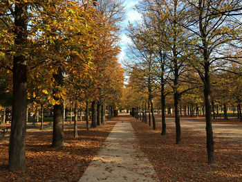 Trees on landscape during autumn