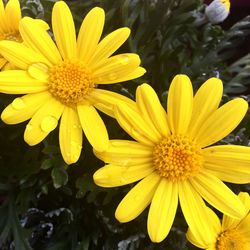 Close-up of yellow flower