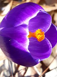 Close-up of purple crocus flower