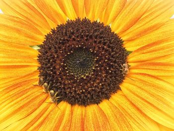 Macro shot of sunflower