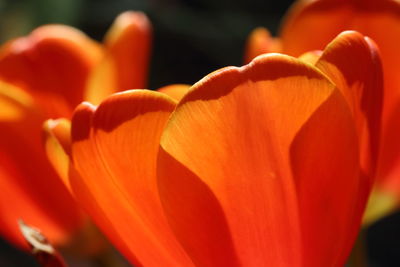 Close-up of orange rose flower