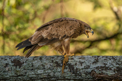 Steppe eagle perched on branch opening beak