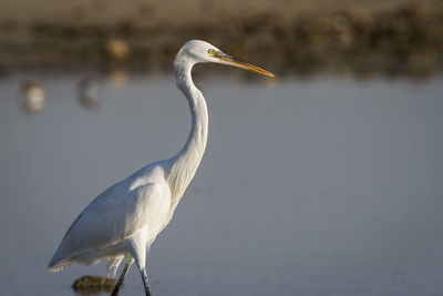 High angle view of gray heron by lake