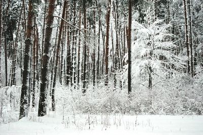 Bare trees in forest during winter