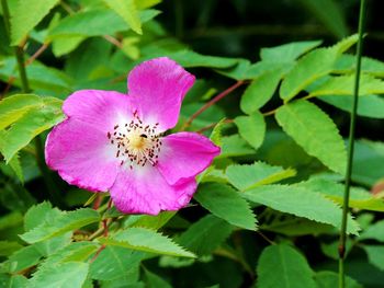 Close-up of insect on pink flower