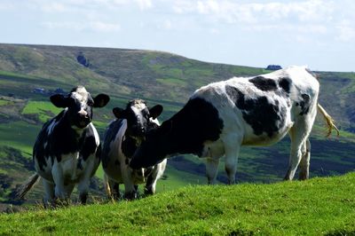 Cows on field against sky