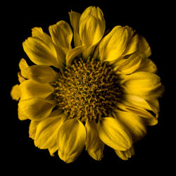 Close-up of sunflower against black background