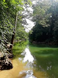 Scenic view of lake in forest