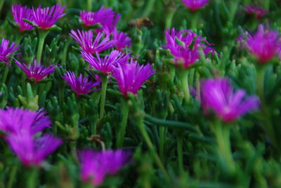 Close-up of purple flowers blooming on field