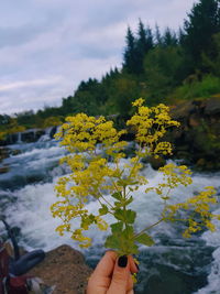 Close-up of hand holding yellow flowering plant
