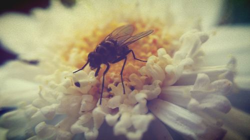 Close-up of insect on yellow flower