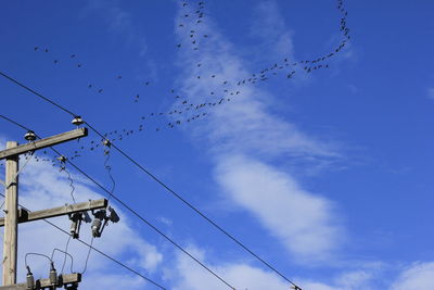 Low angle view of birds flying against sky