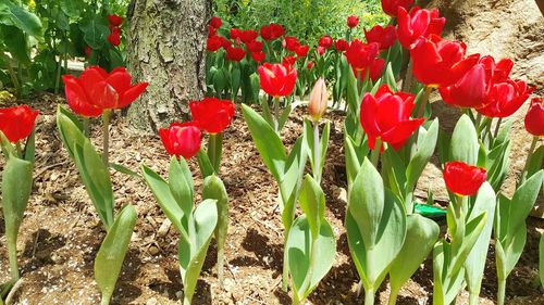 Close-up of red flowers blooming in field