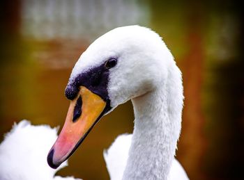 Close-up of swan swimming in lake