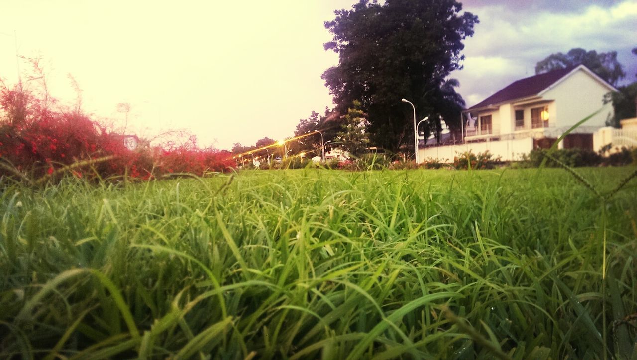 field, growth, grass, rural scene, agriculture, building exterior, sky, nature, farm, built structure, landscape, plant, house, beauty in nature, green color, tranquility, architecture, crop, tranquil scene, grassy