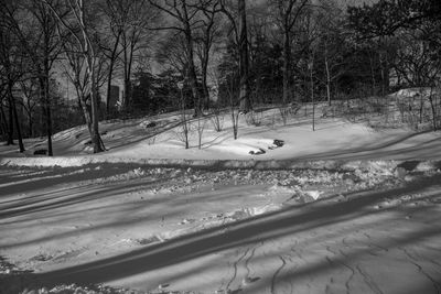 Bare trees on snow covered road