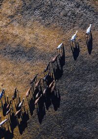 Directly above view of animals on land