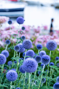 Close-up of purple flowering plant