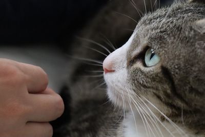 Close-up of a cat