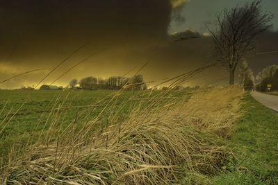 Scenic view of field against sky