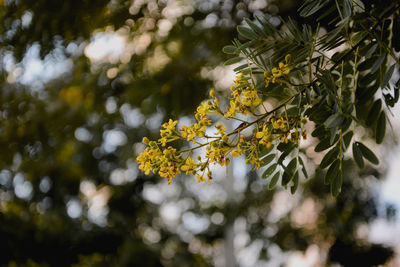 Close-up of yellow flowering plant