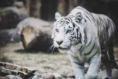 Close-up of tiger in zoo