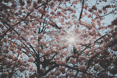 Low angle view of cherry blossoms against sky