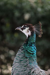 Close-up of a bird looking away