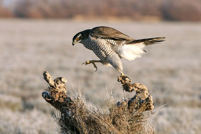 Close-up of birds flying