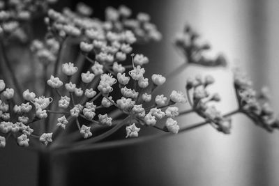 Close-up of flowering plant