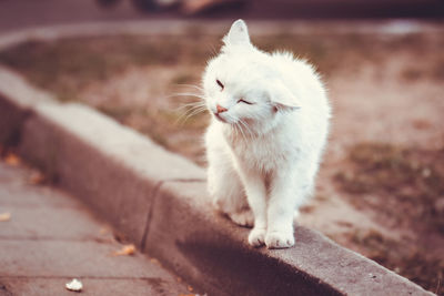 Close-up of a cat looking away