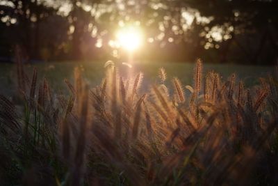 Close-up of plants growing on field at sunset