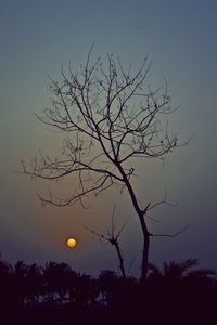 Low angle view of silhouette bare tree against sky at night