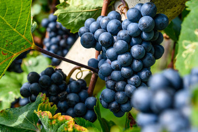 Close-up of grapes growing in vineyard